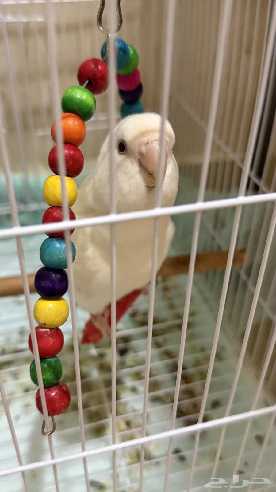 روز البينو للبيع أليف جدا جدا ونشبه64513907857794114