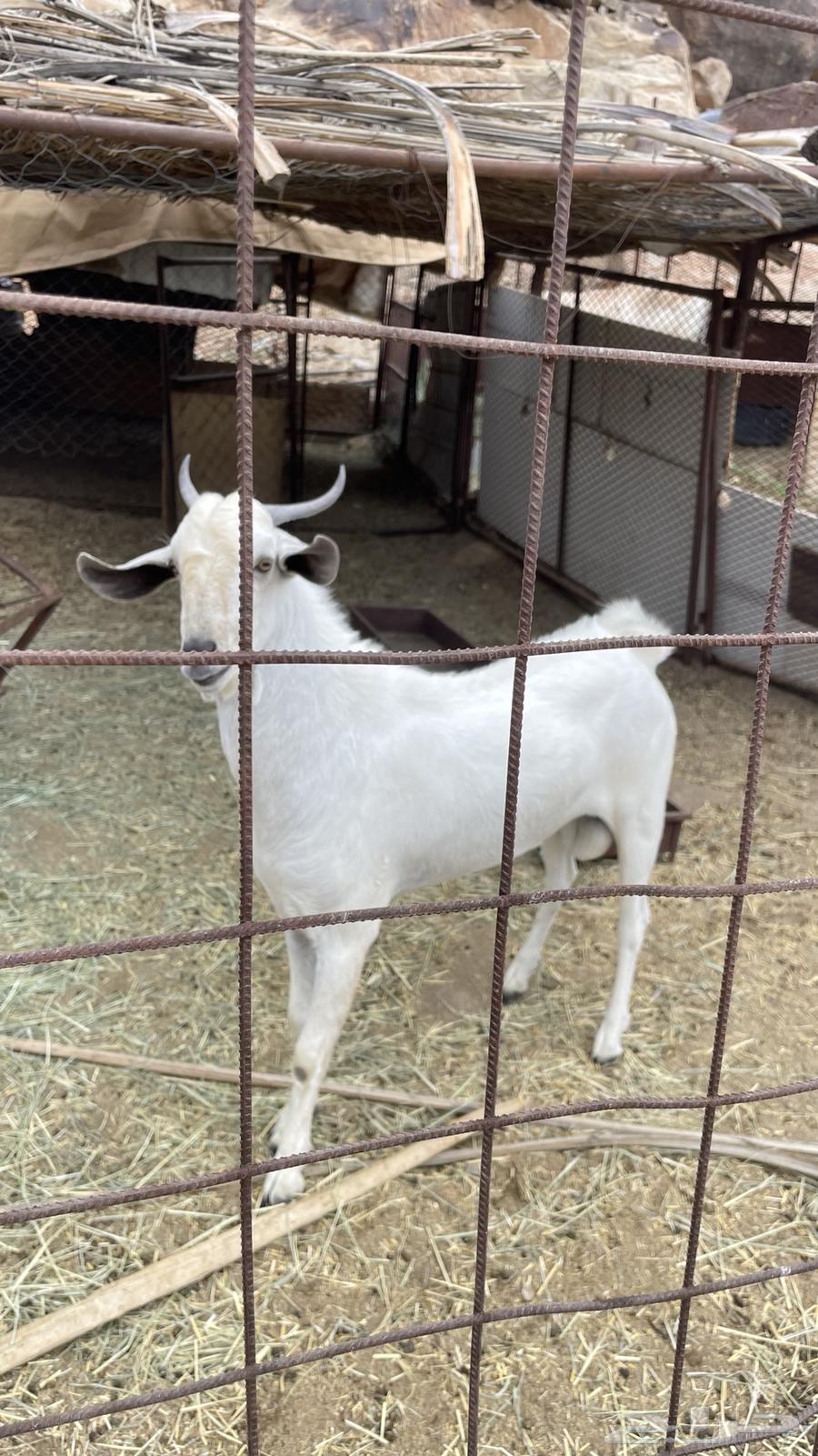 تيس فحل للبيع64514941575938111