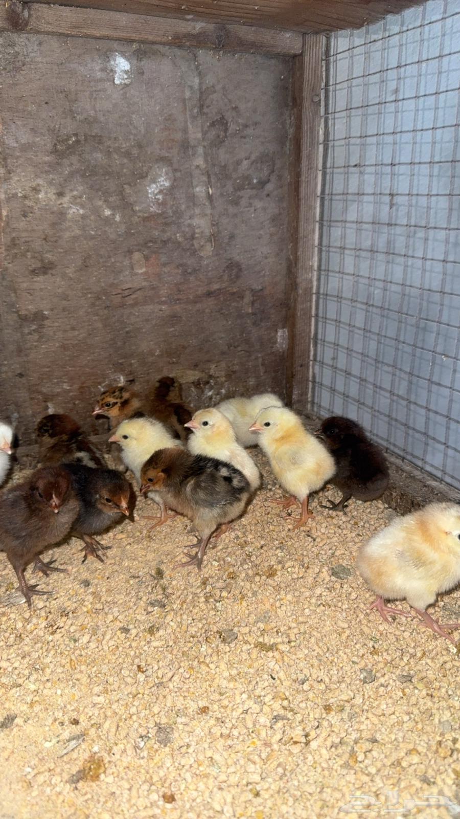 صوص بلدي تم البيع64512259762049111