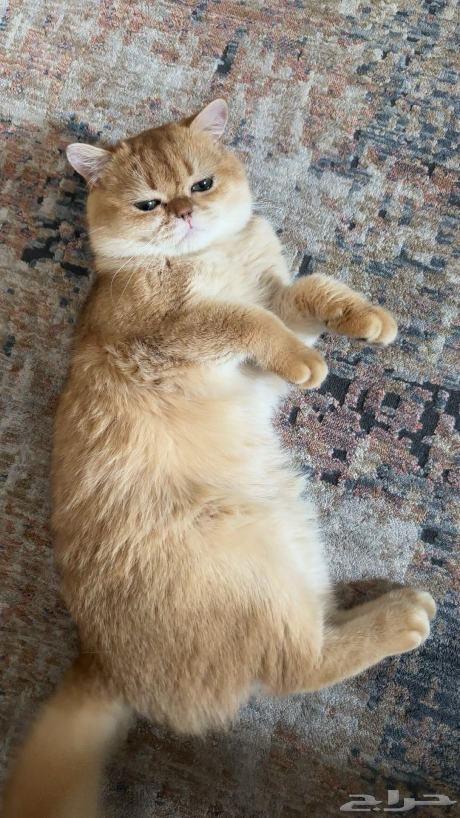 قط بريتش شورت هير للبيع64511492496771110