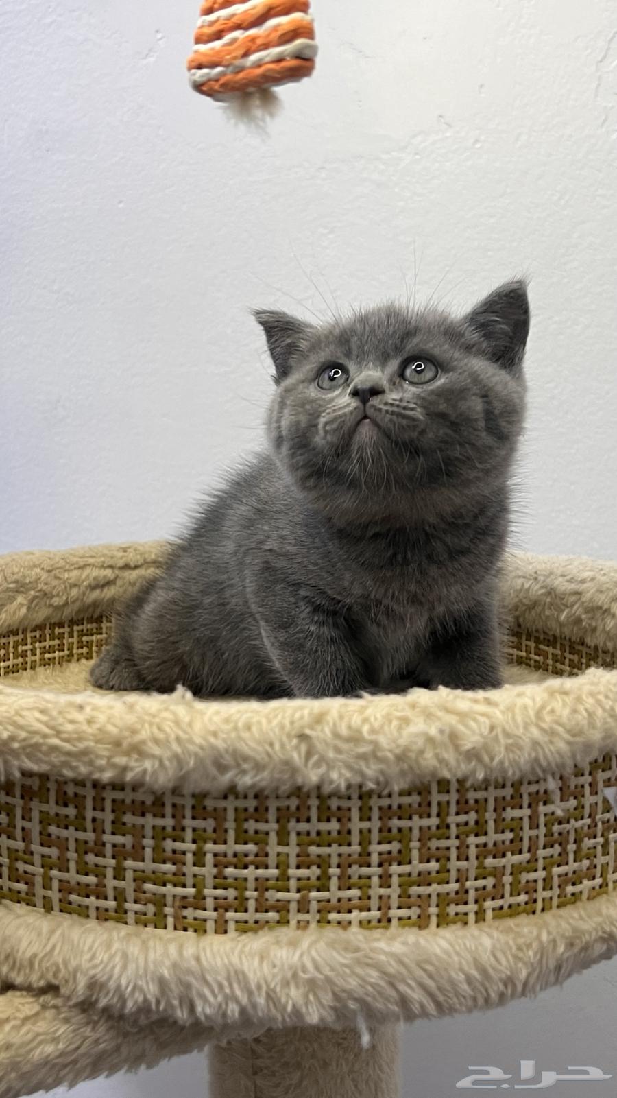 بريتش شرت هير للبع 50يوم64511633119875113