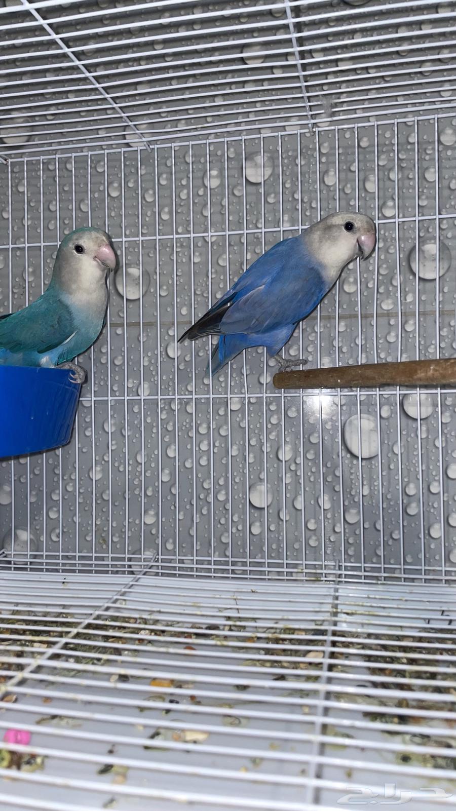 Pigeon Pair Filet and Blue64515542806017110