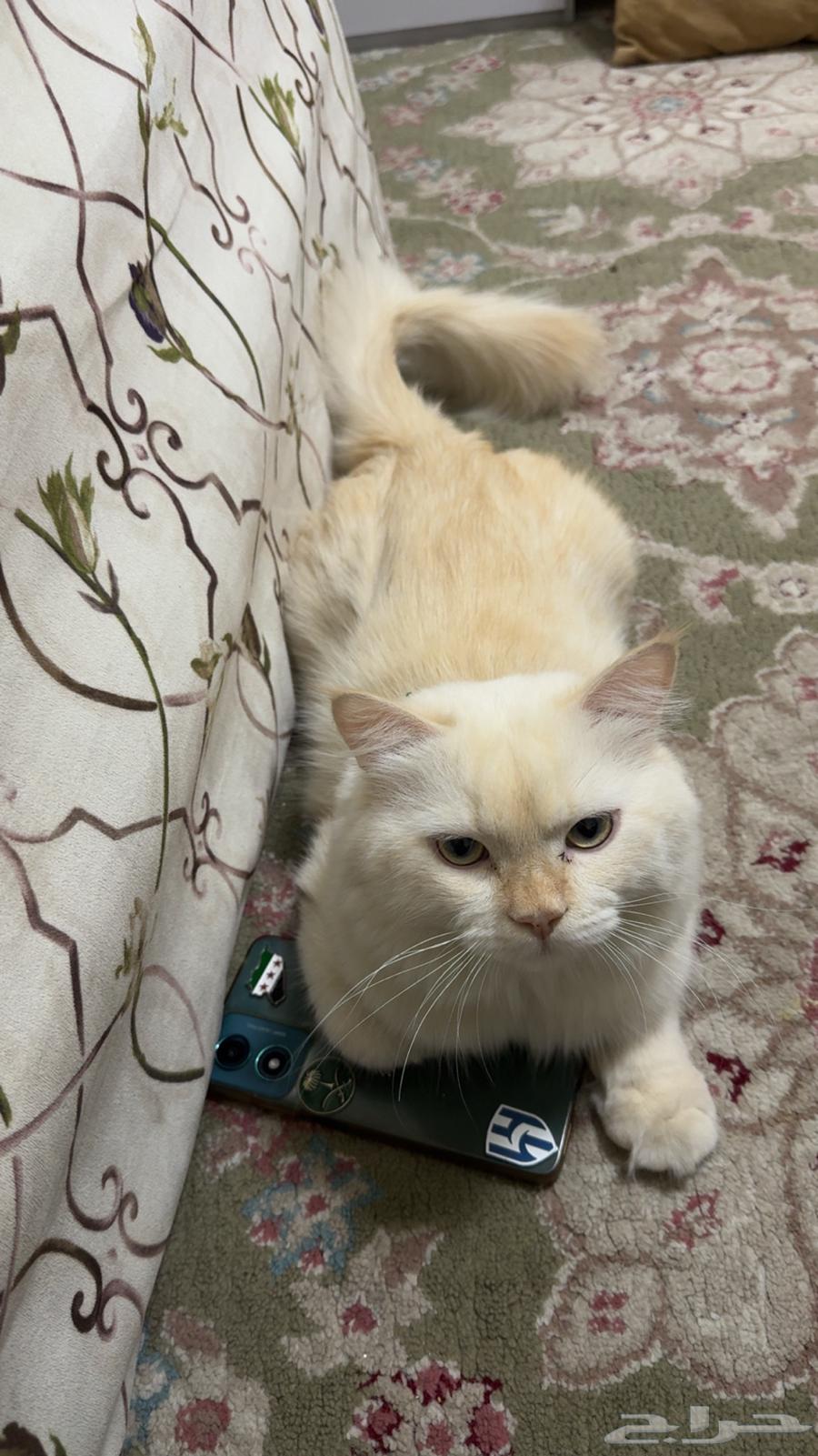 قط هملايا للبيع64516353842563110