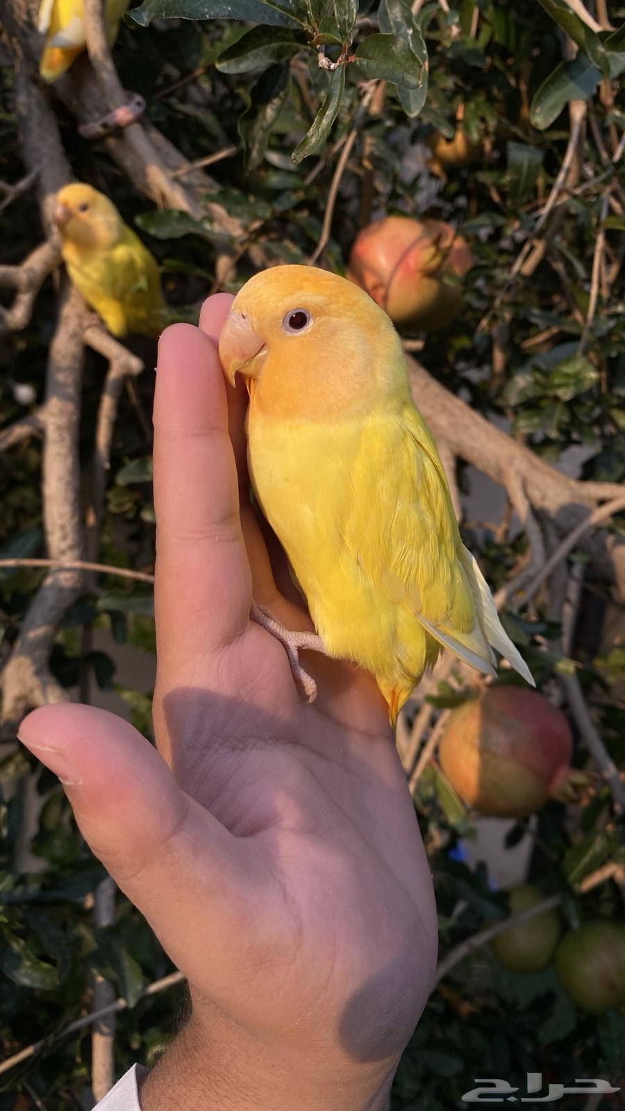 تم البيع64516893642626110