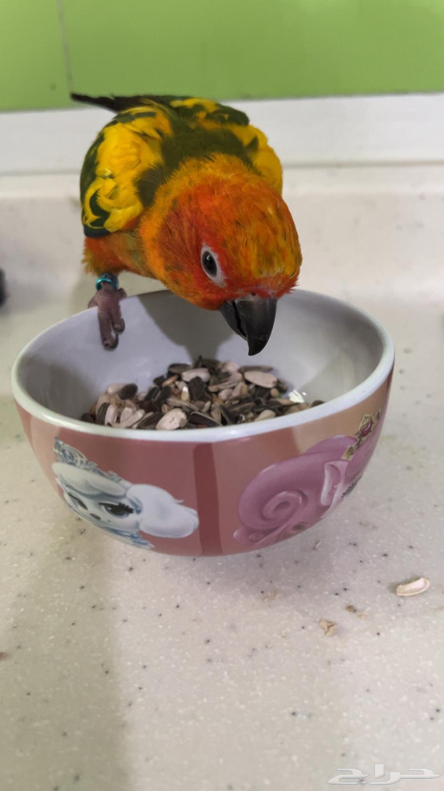 صن كنيور للبيع ( عمر 4-5 شهور .ذكر محلل DNA )64518860121987111