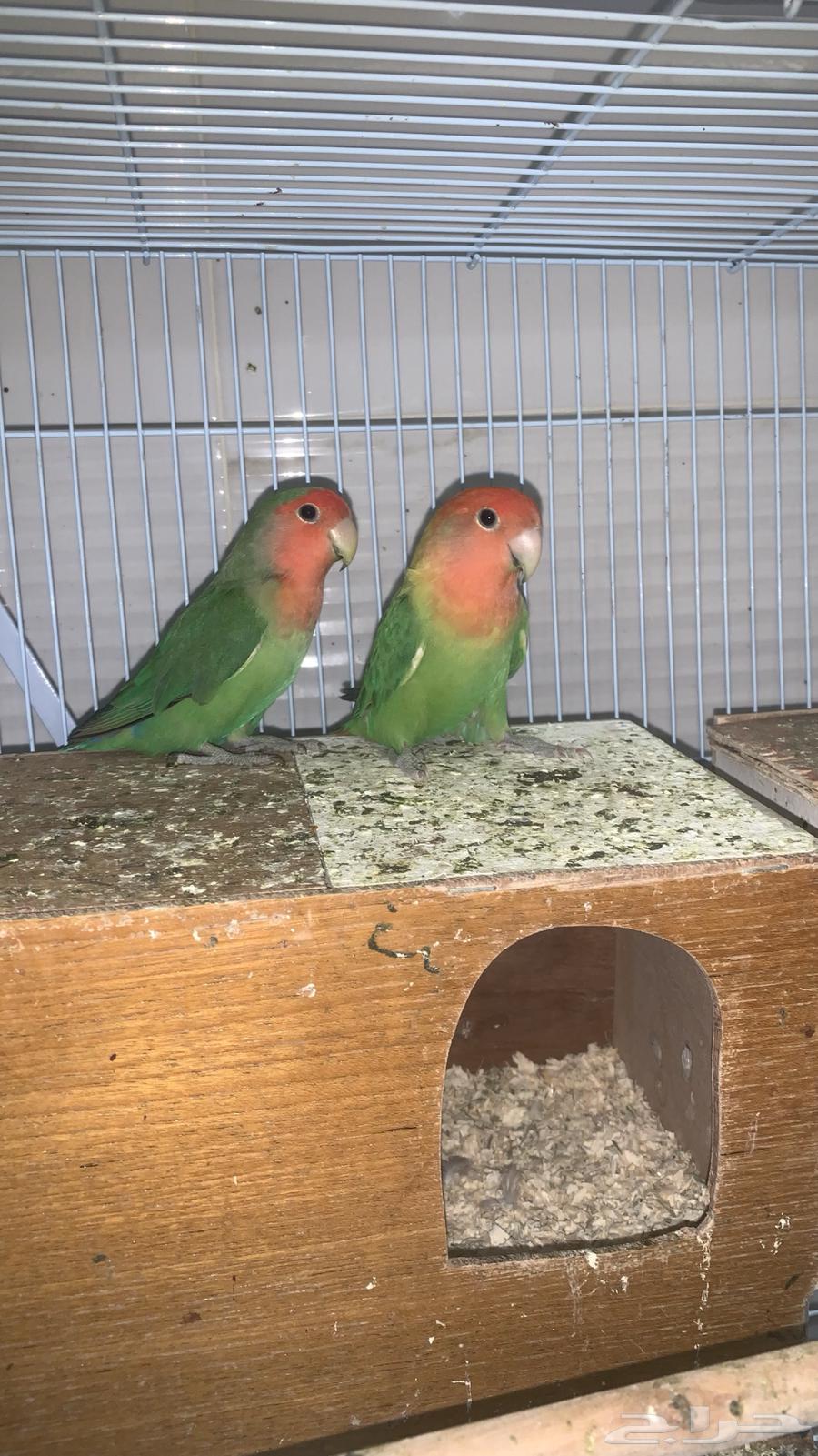 روز للبيع64516836972034113