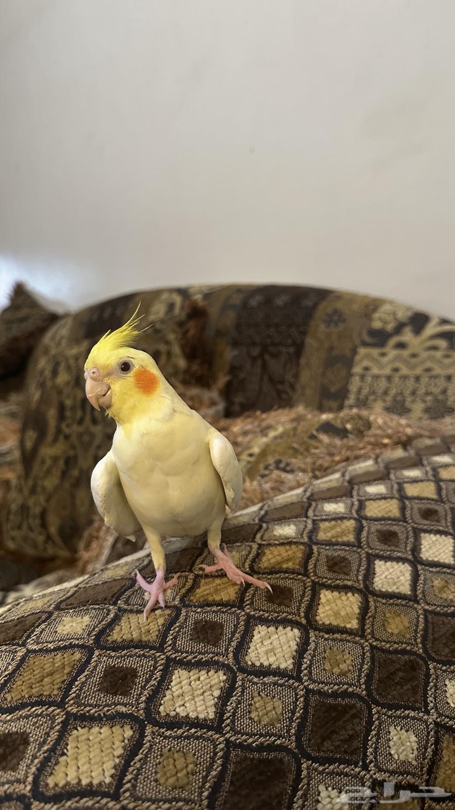 Very tame lutino crow parrot, trainable, beginning to talk and sing64515416985857110