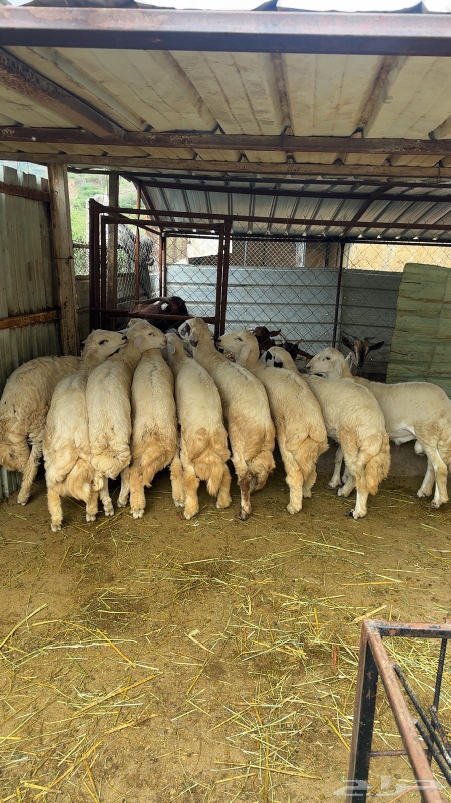 طليان رخال غنم ظان64517648559363113