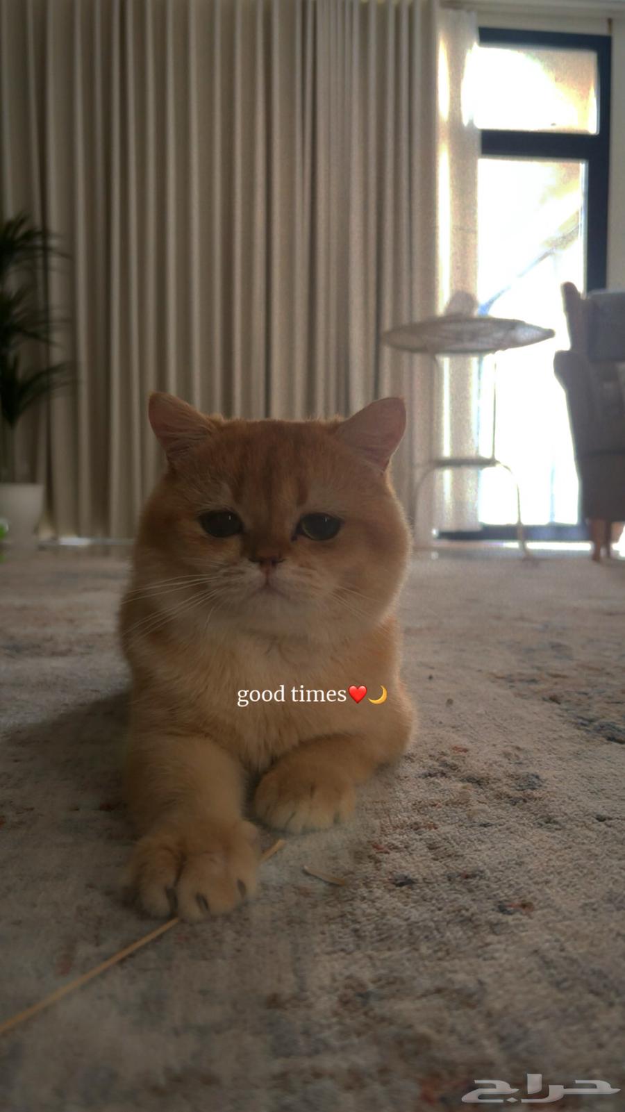 قط بريتش شورت هير للبيع64511492496771111