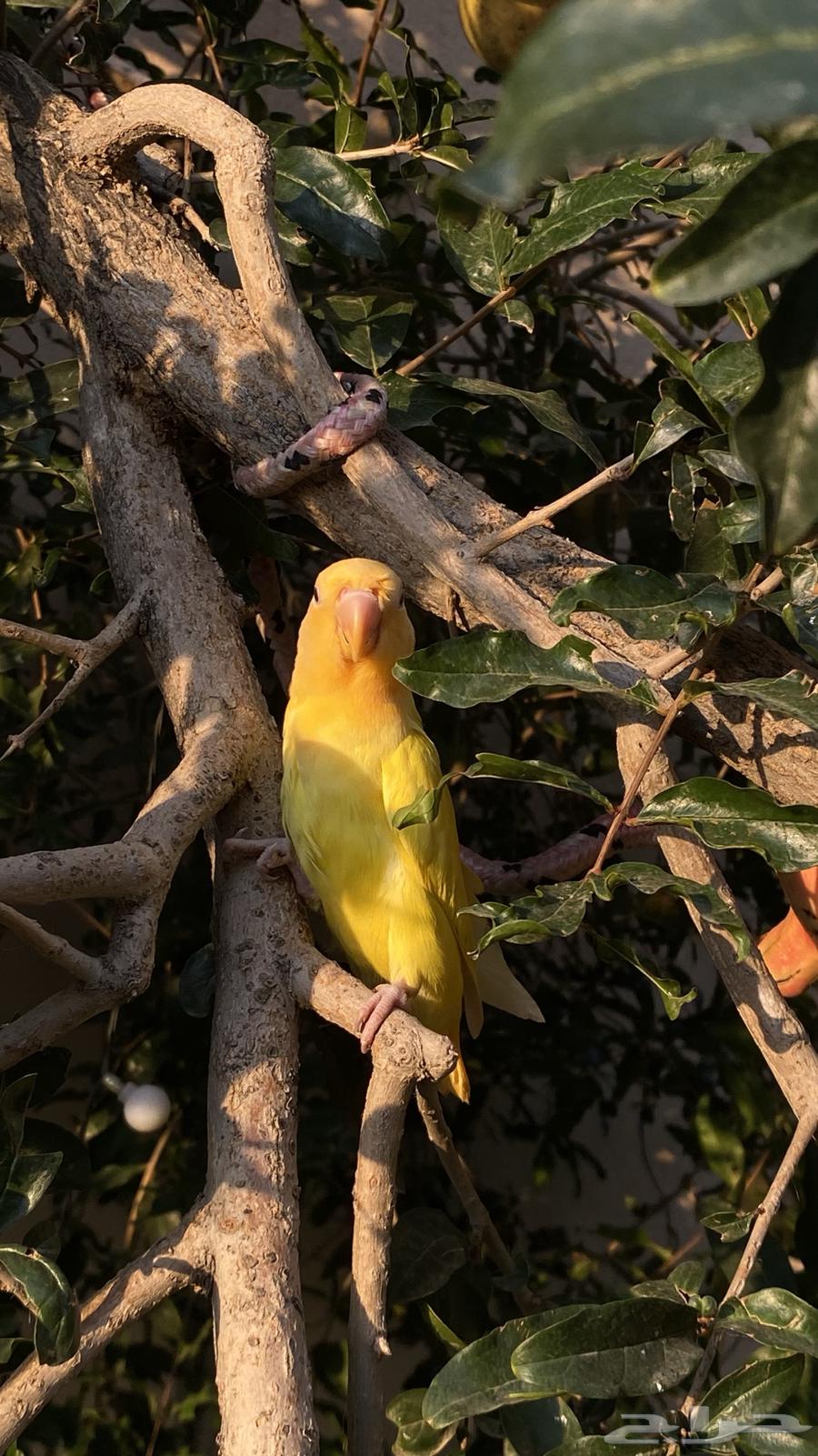 تم البيع64516893642626111