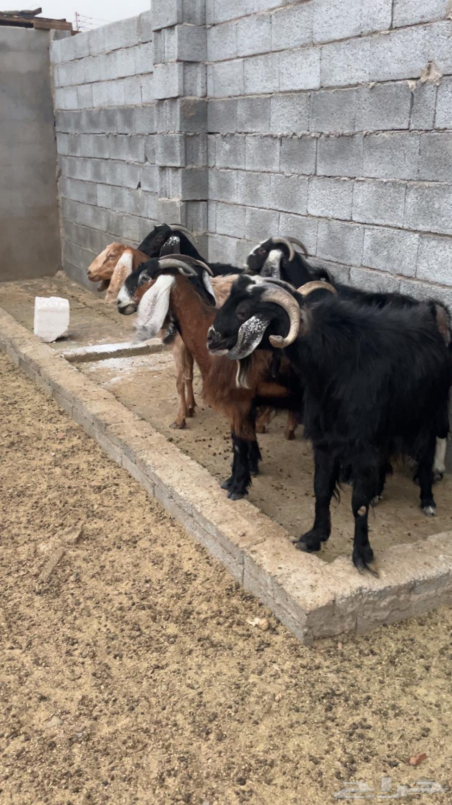 معزة للبيع64517219983747114