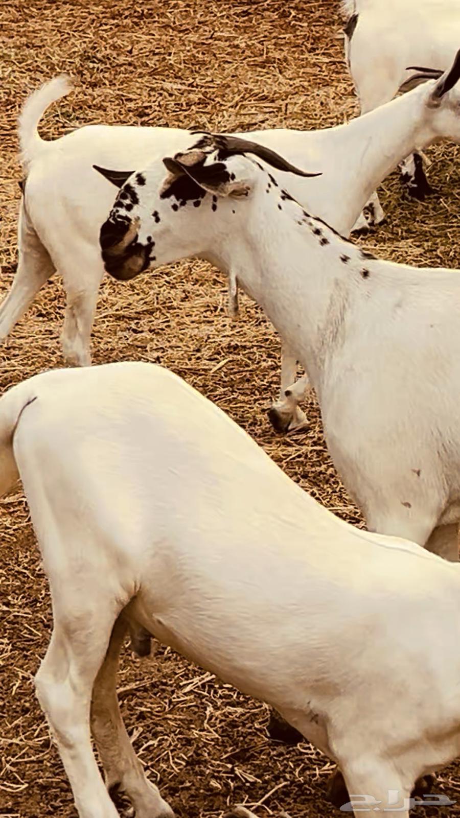 Projects of a kind64514362326145114