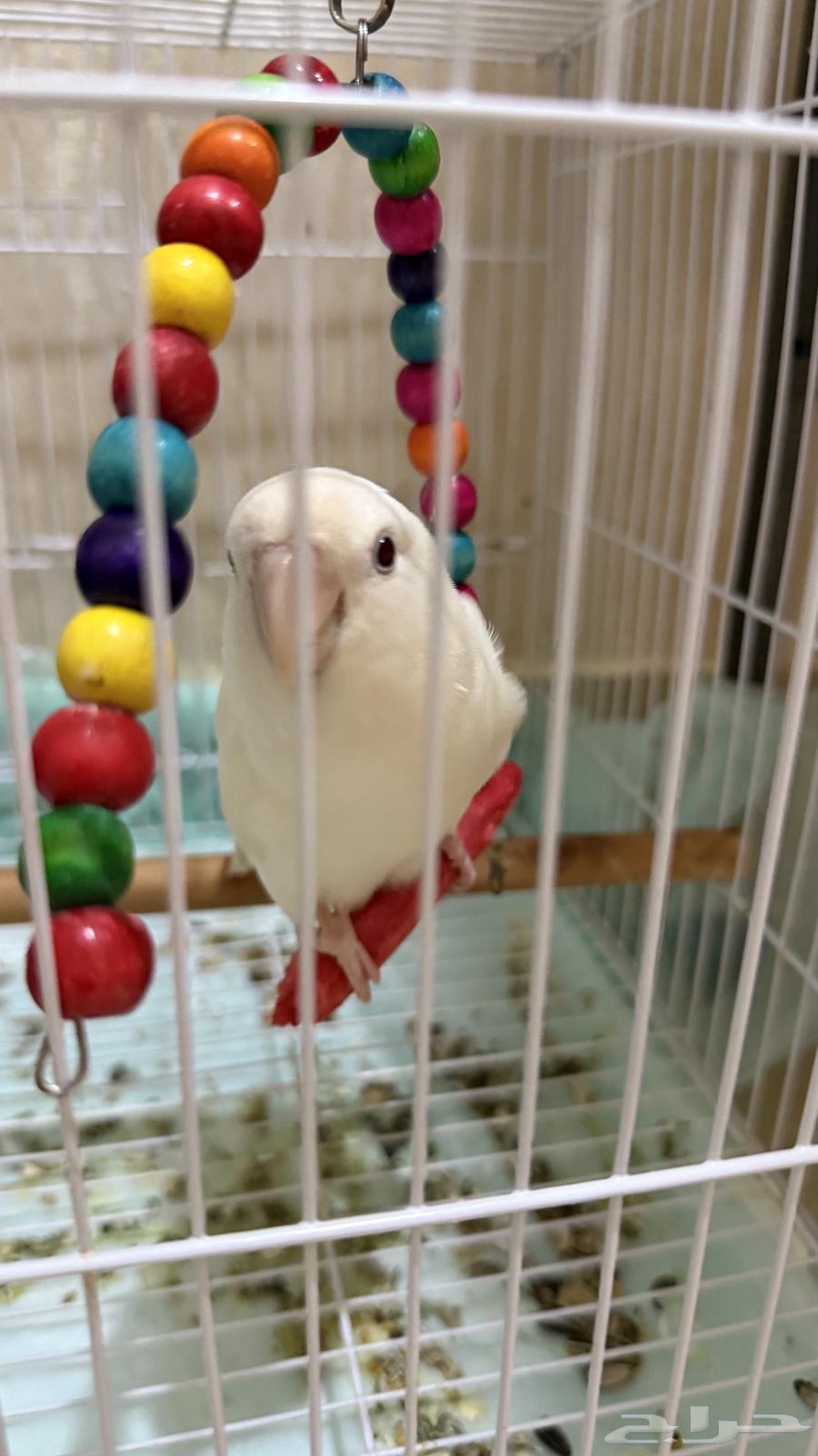 روز البينو للبيع أليف جدا جدا ونشبه64513907857794113