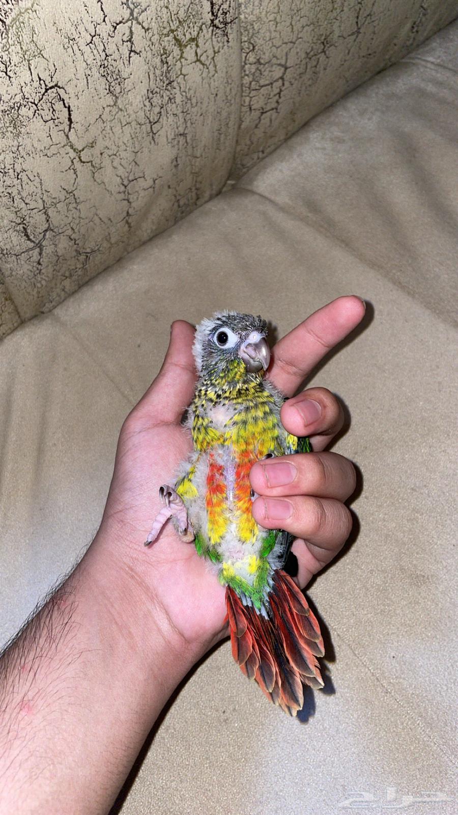 فرخ كنيور يلو سايد (تم البيع)64511689516417114