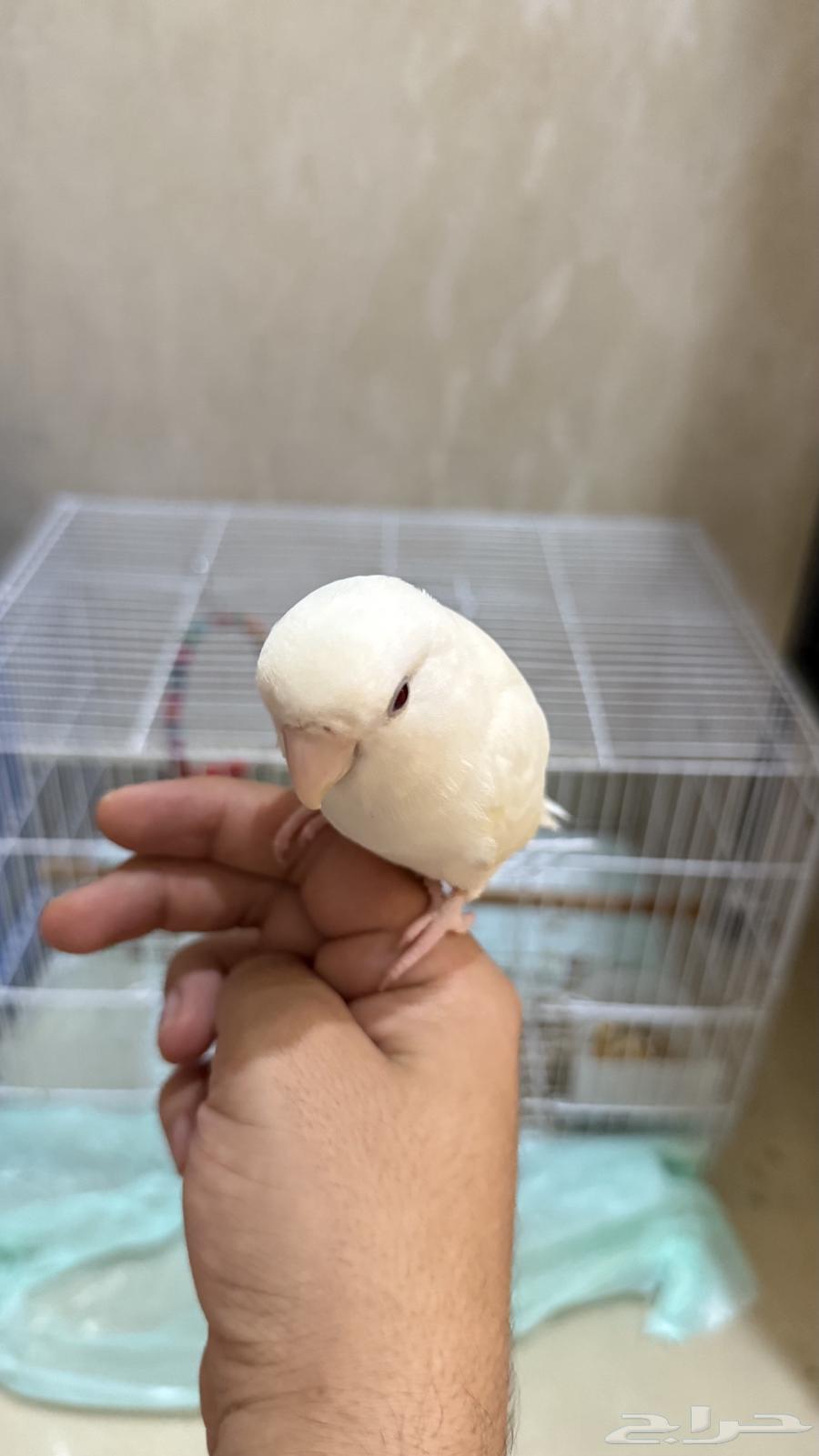 روز البينو للبيع أليف جدا جدا ونشبه64513907857794110