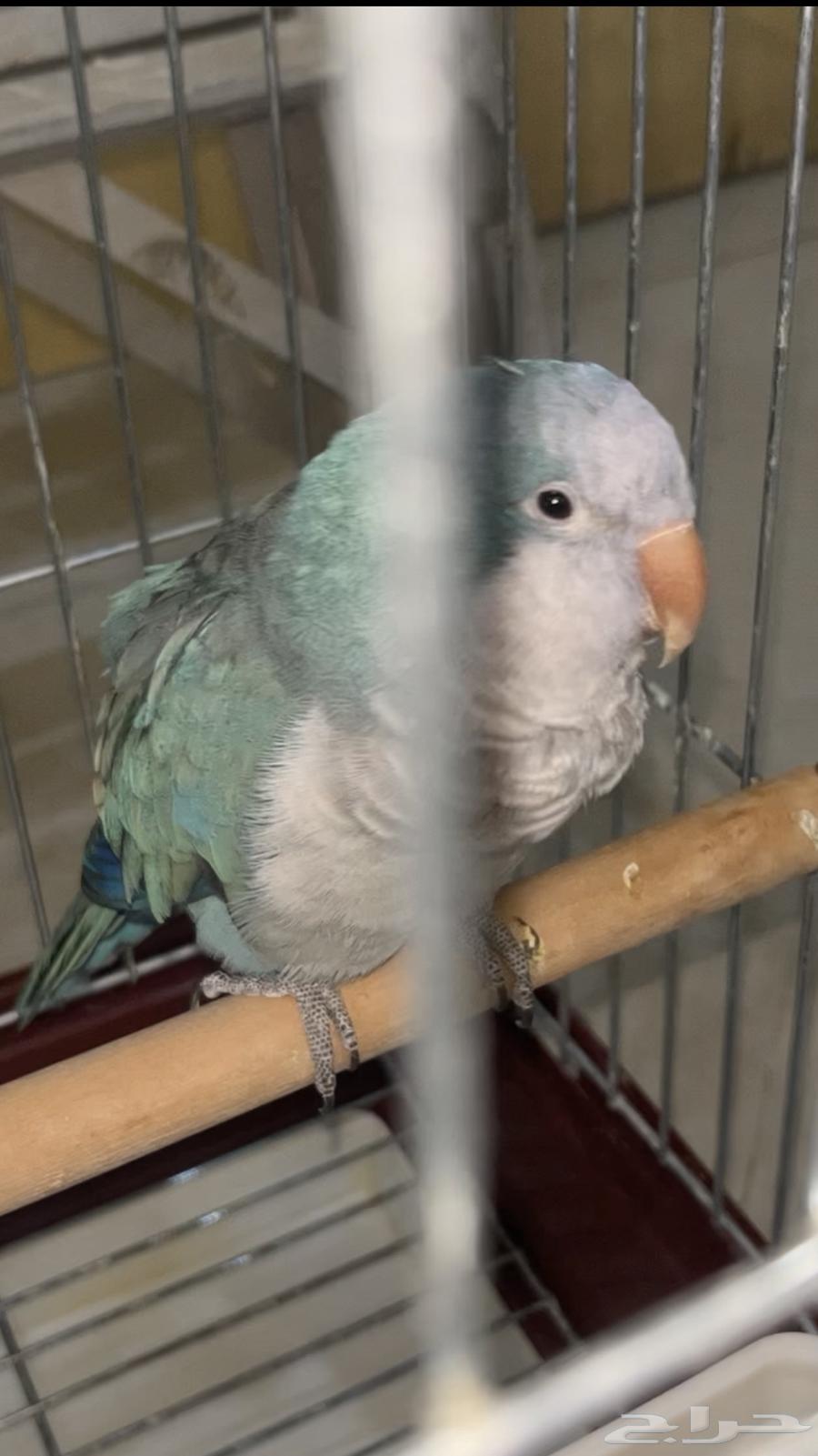 Quaker parrot with internal and external threats and can speak64518747062785110