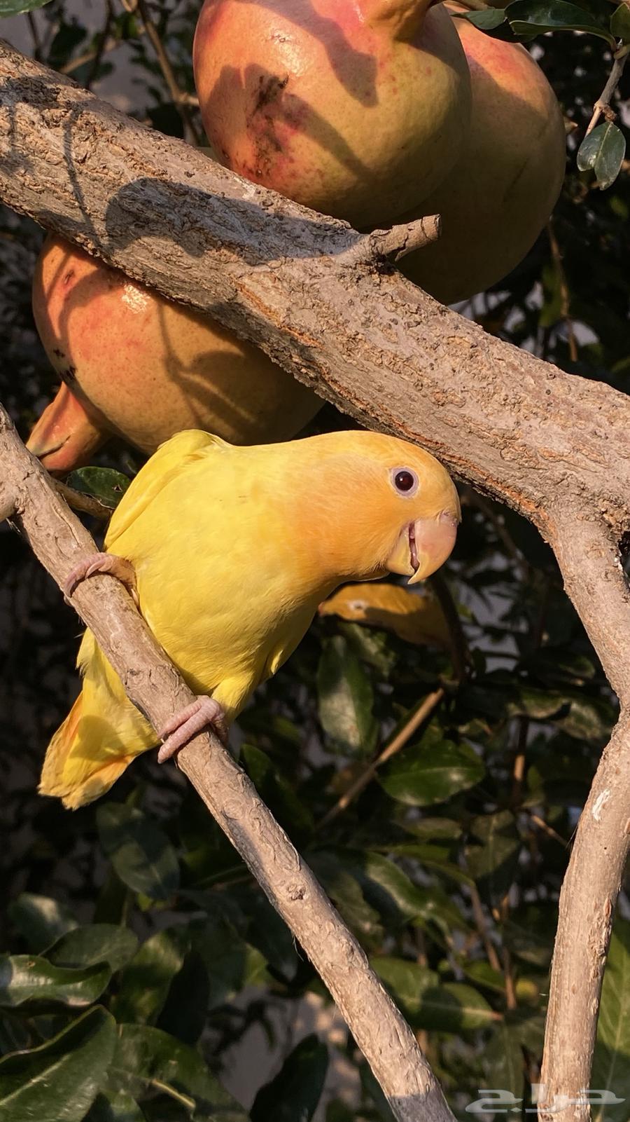 تم البيع64516893642626112