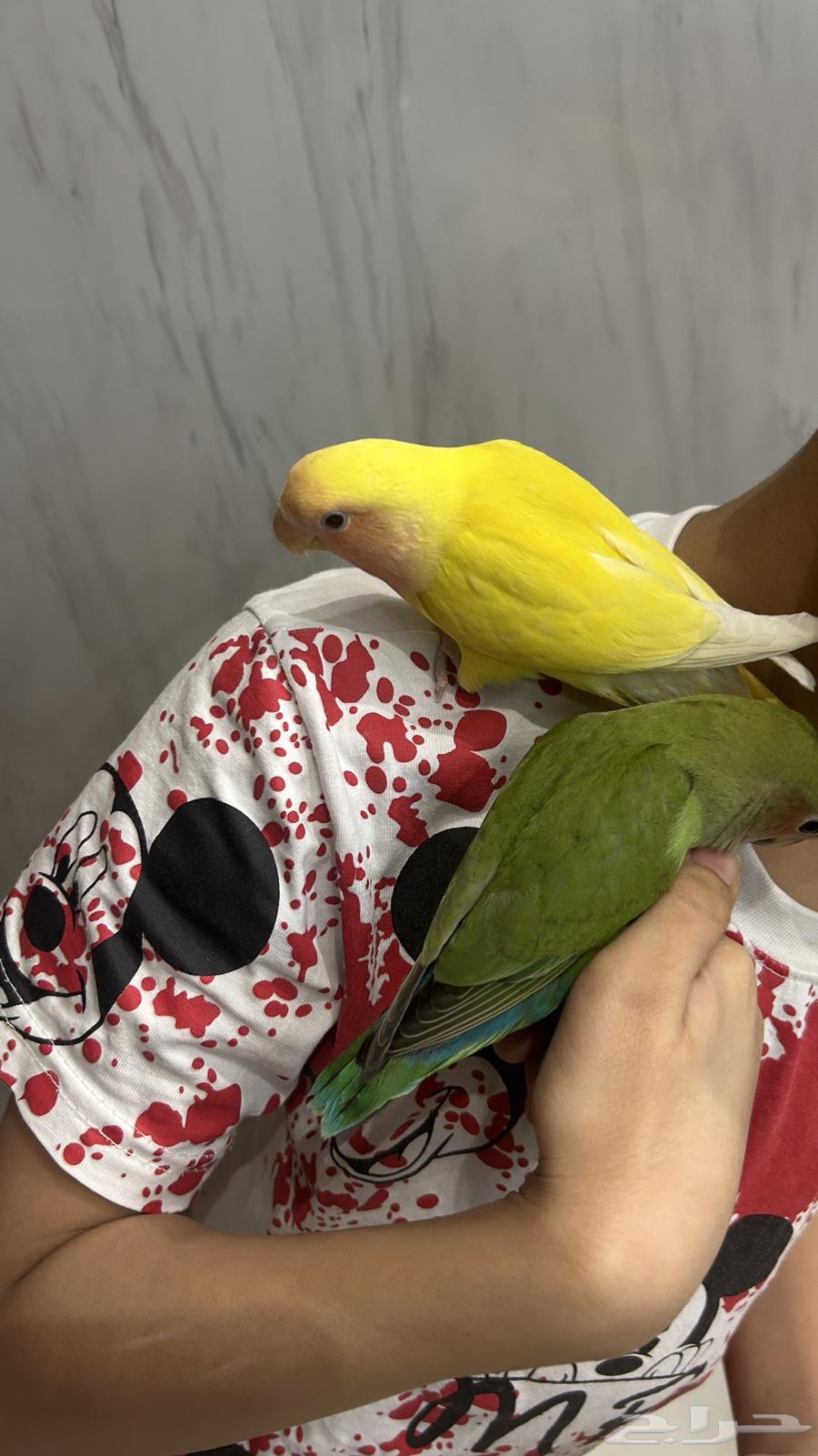 Roz Alif64518563572994112