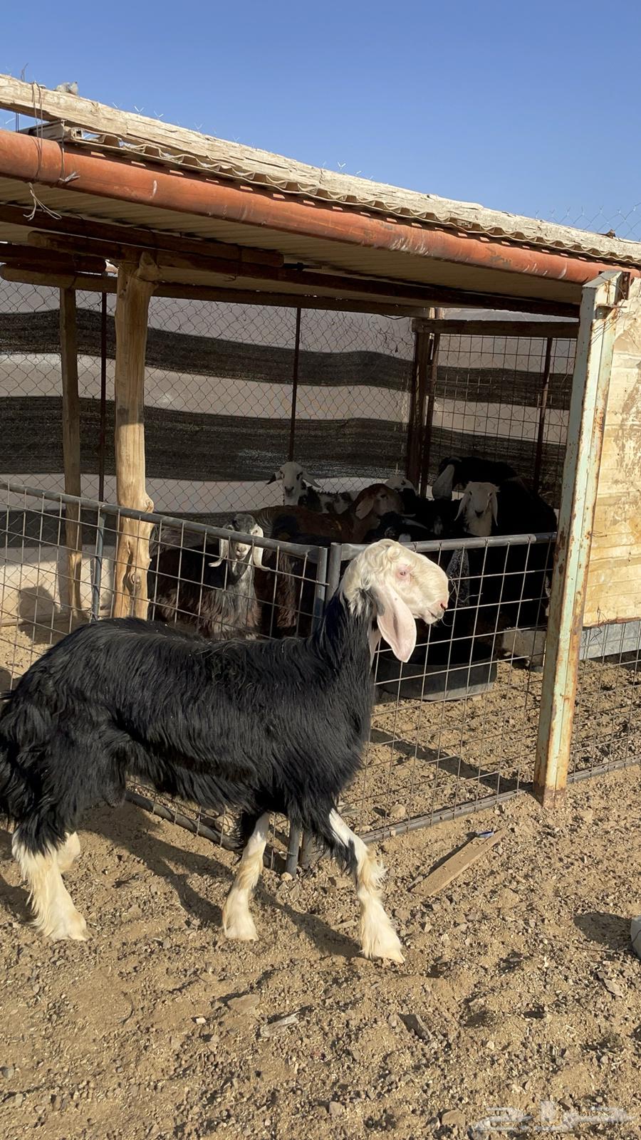 طلي نجدي صنف مشروع فحل فاخر (تم البيع)64514638155395110