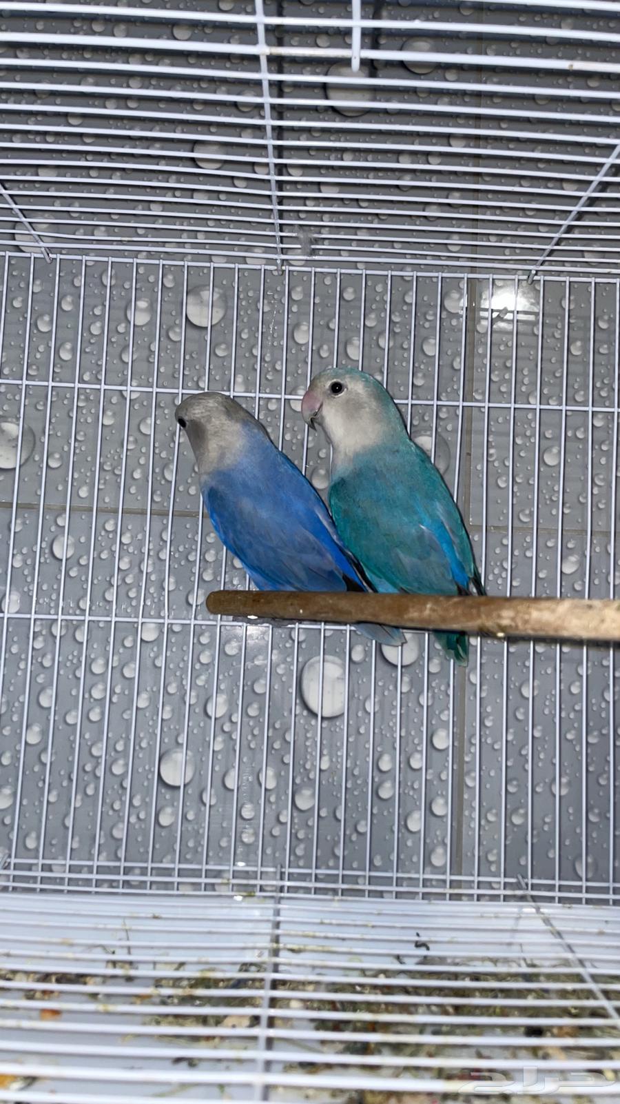 Pigeon Pair Filet and Blue64515542806017111