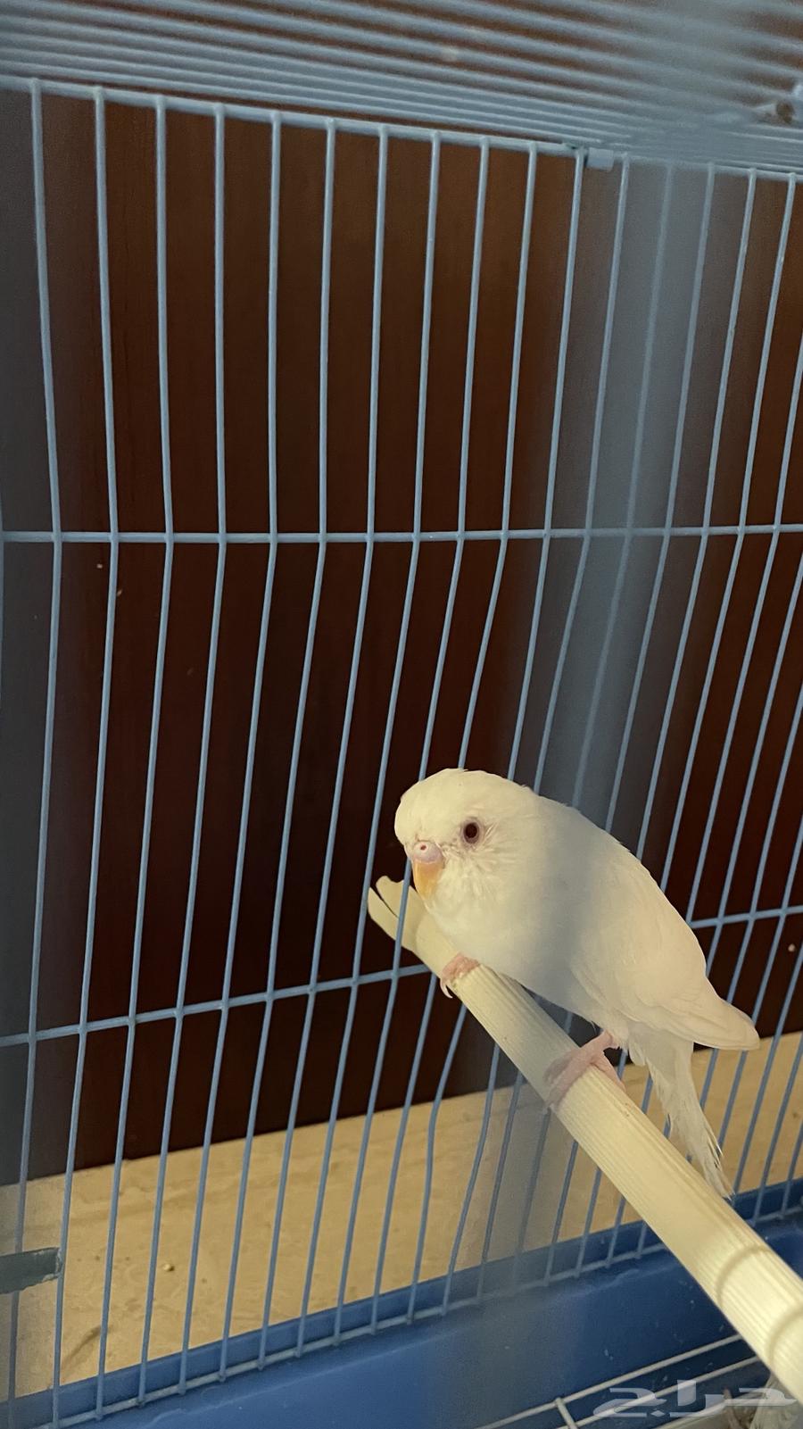 للبيع زوجين بادجي64518051427457110