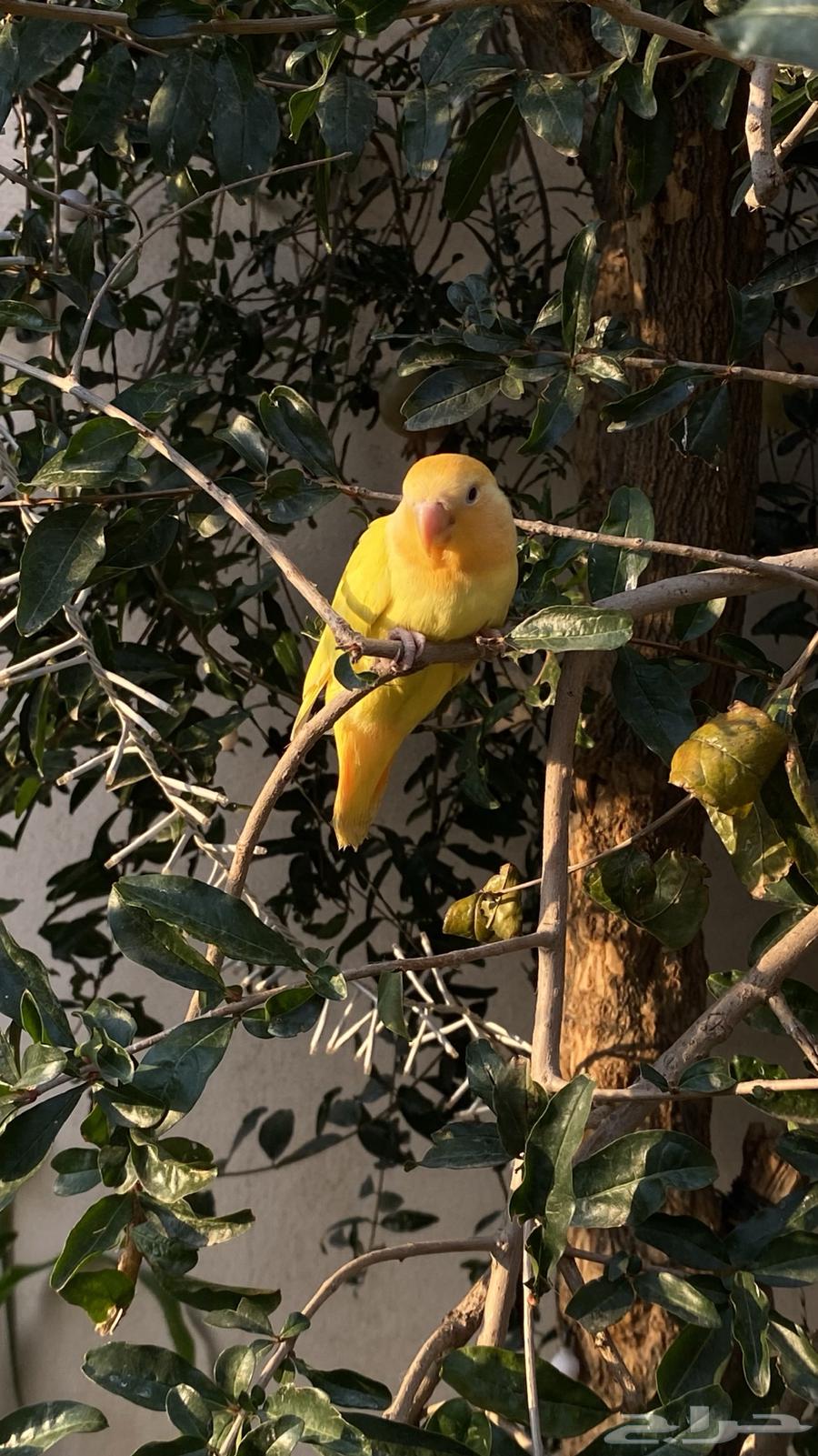 تم البيع64516893642626113