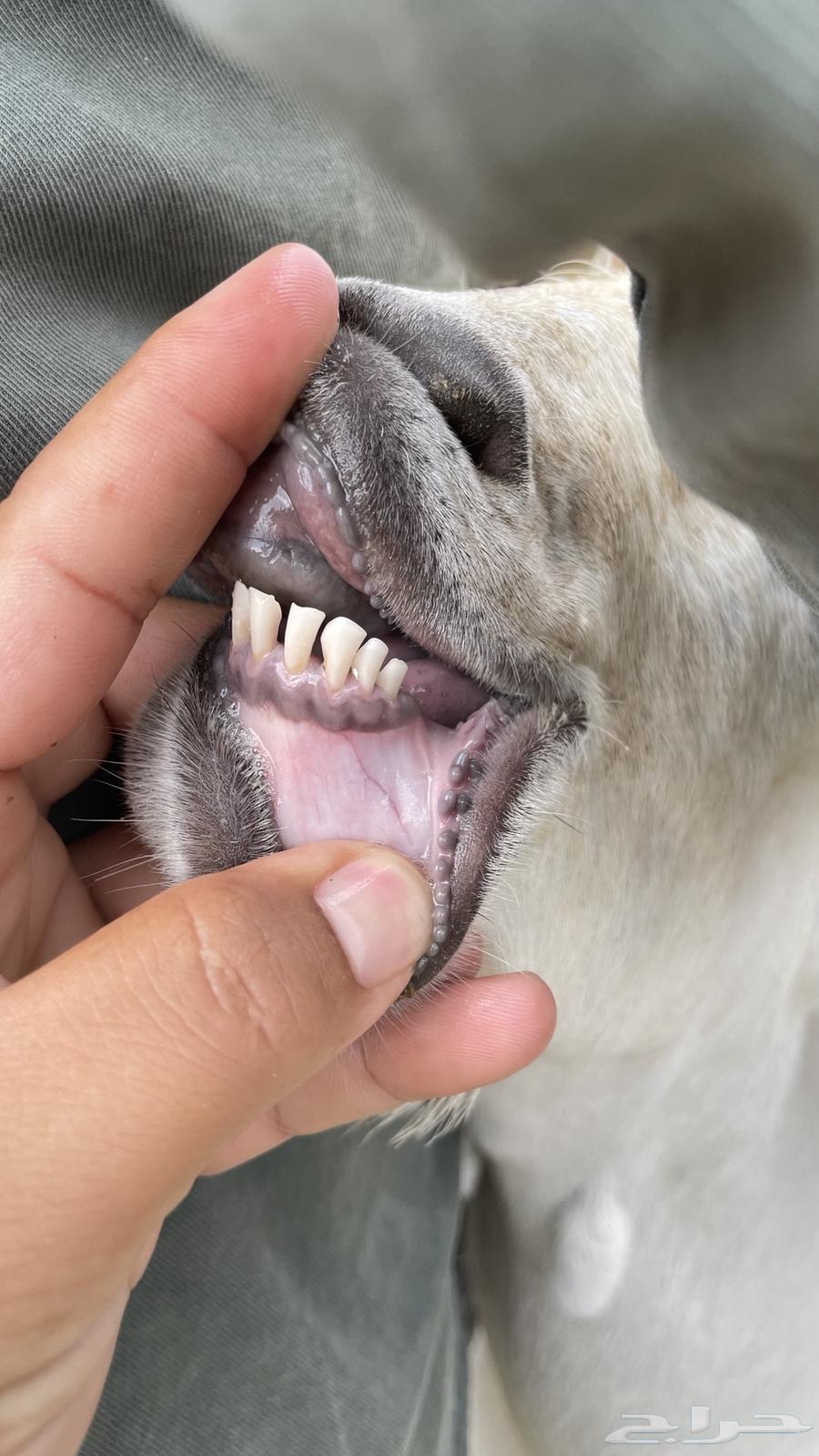 تيس فحل للبيع64514941575938110