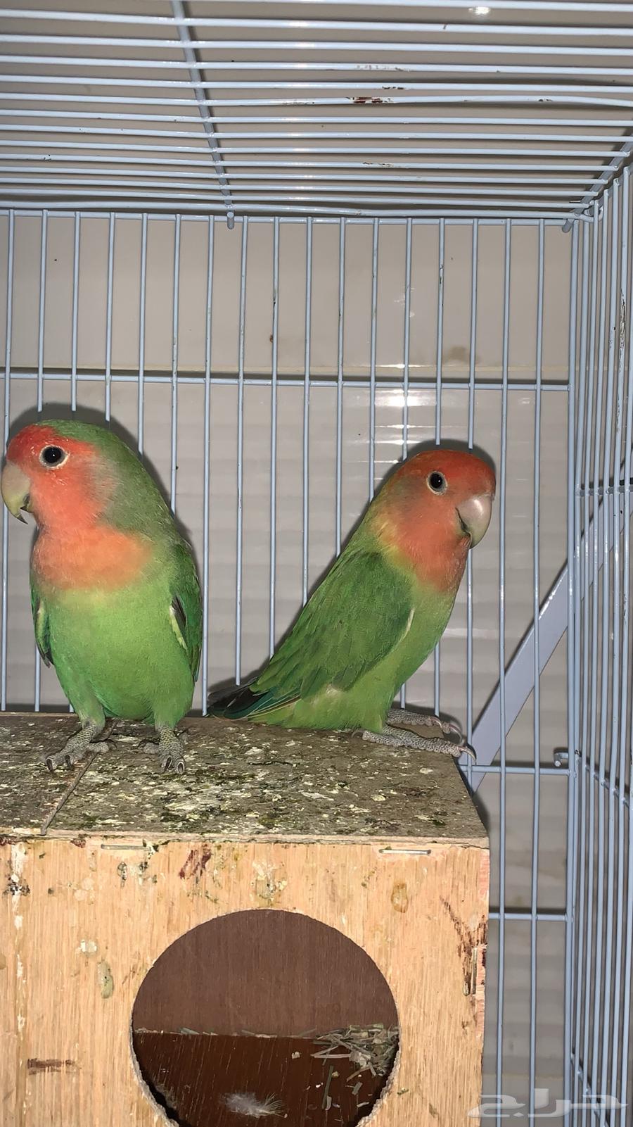 روز للبيع64516836972034112