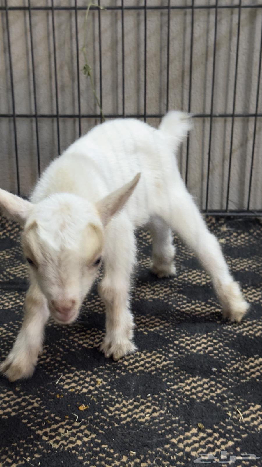 Dwarf goat births64518831818371111