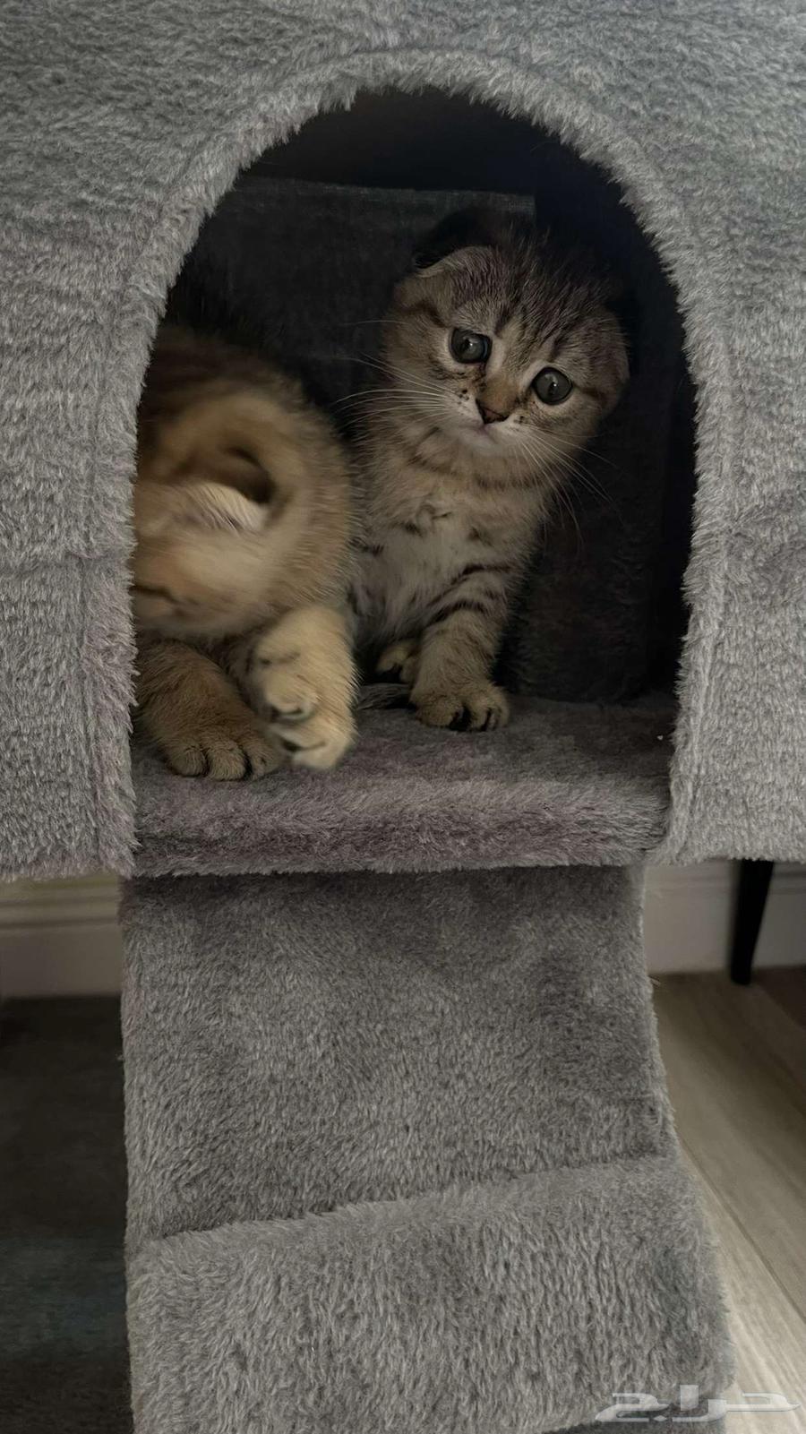 For sale 3 kittens, Scottish Fold double and triple, 60 days old64512964757121114