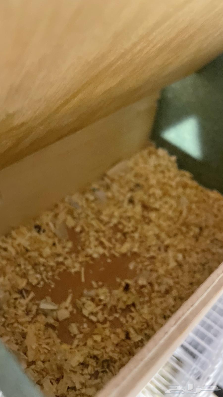 Pigeon Pair Filet and Blue64515542806017114