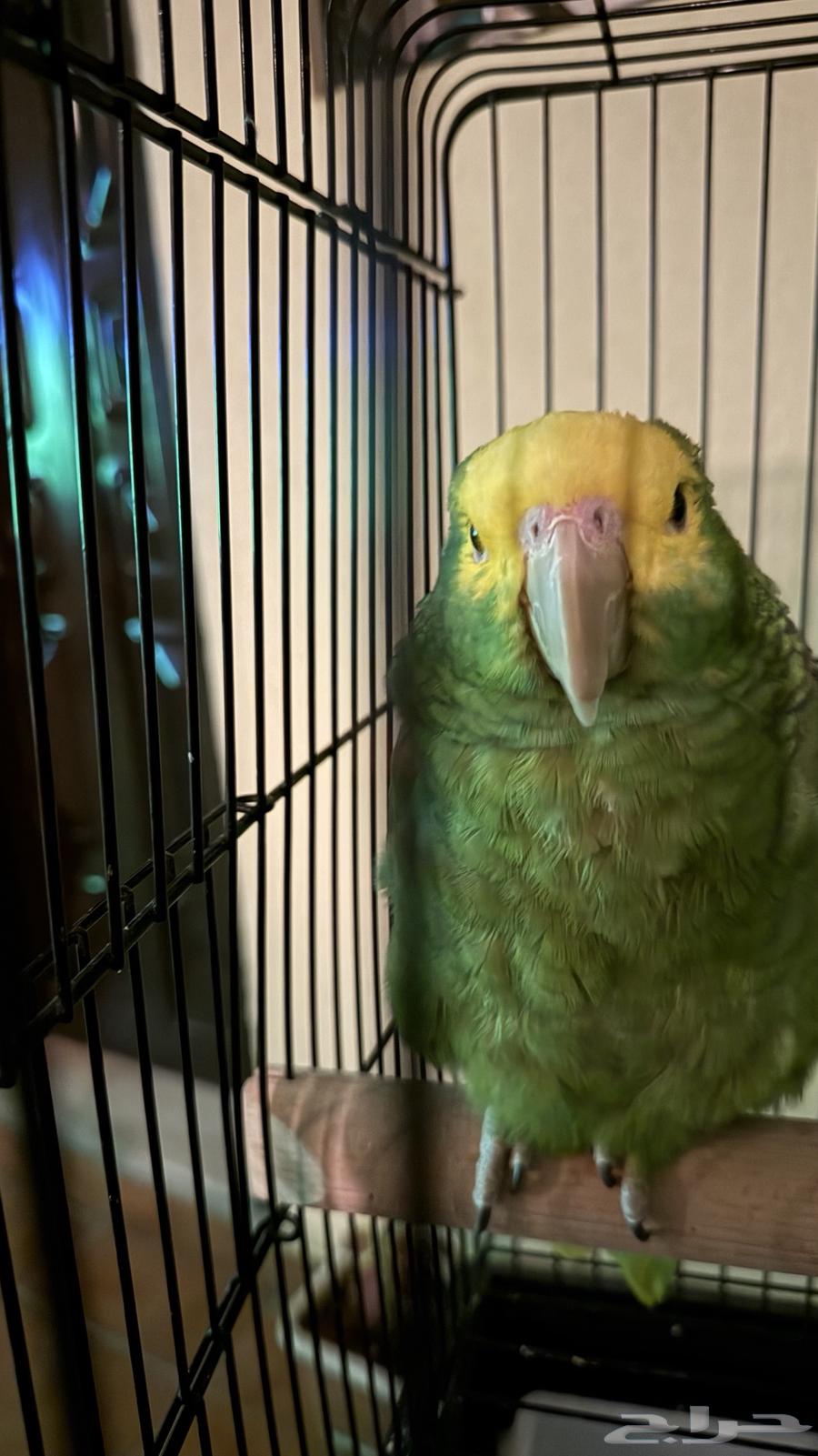 ببغاء دبل يلو هيد64504846558721111