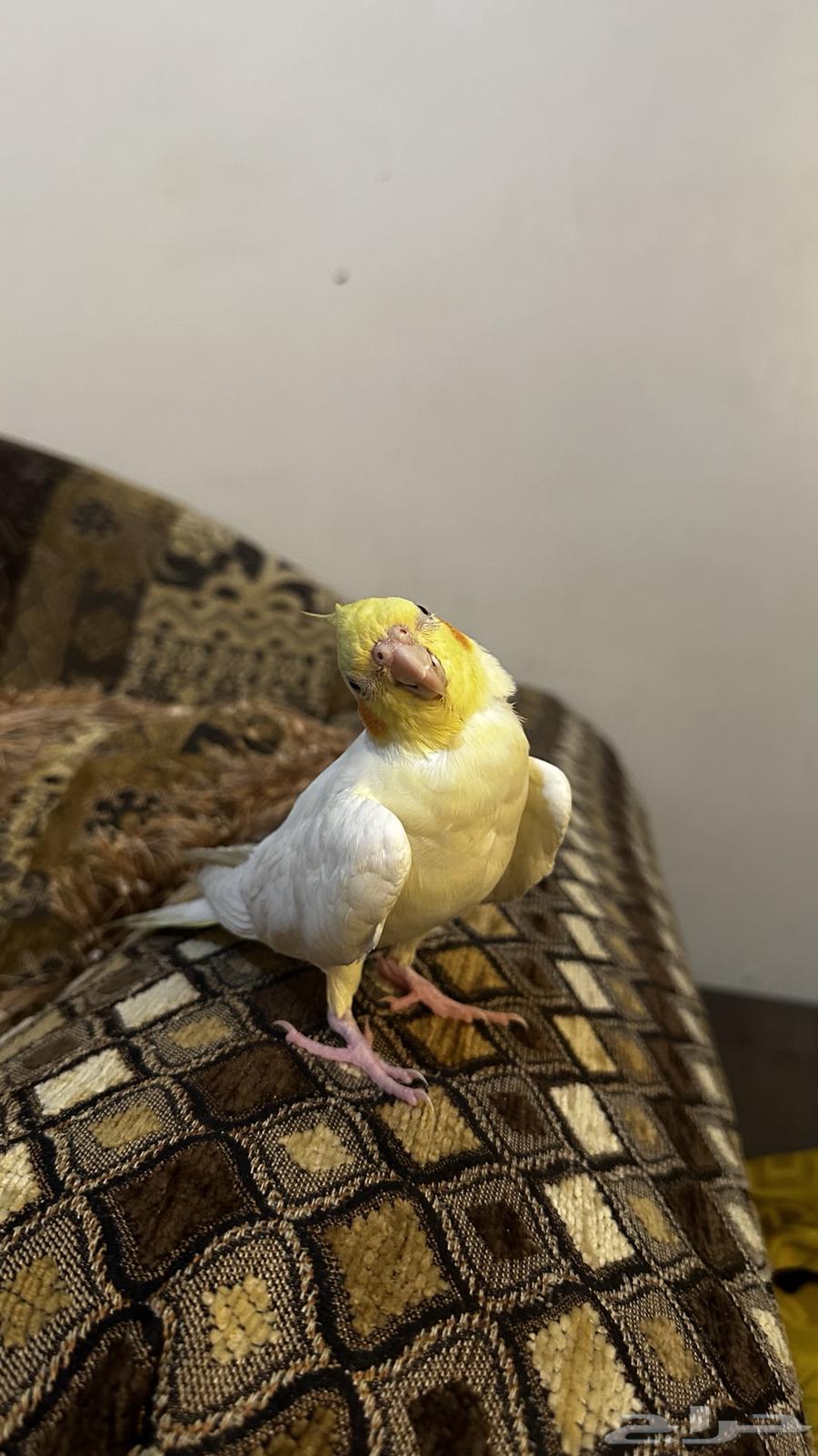 Very tame lutino crow parrot, trainable, beginning to talk and sing64515416985857113