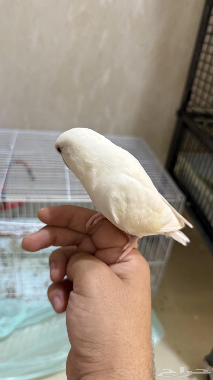 روز البينو للبيع أليف جدا جدا ونشبه64513907857794111