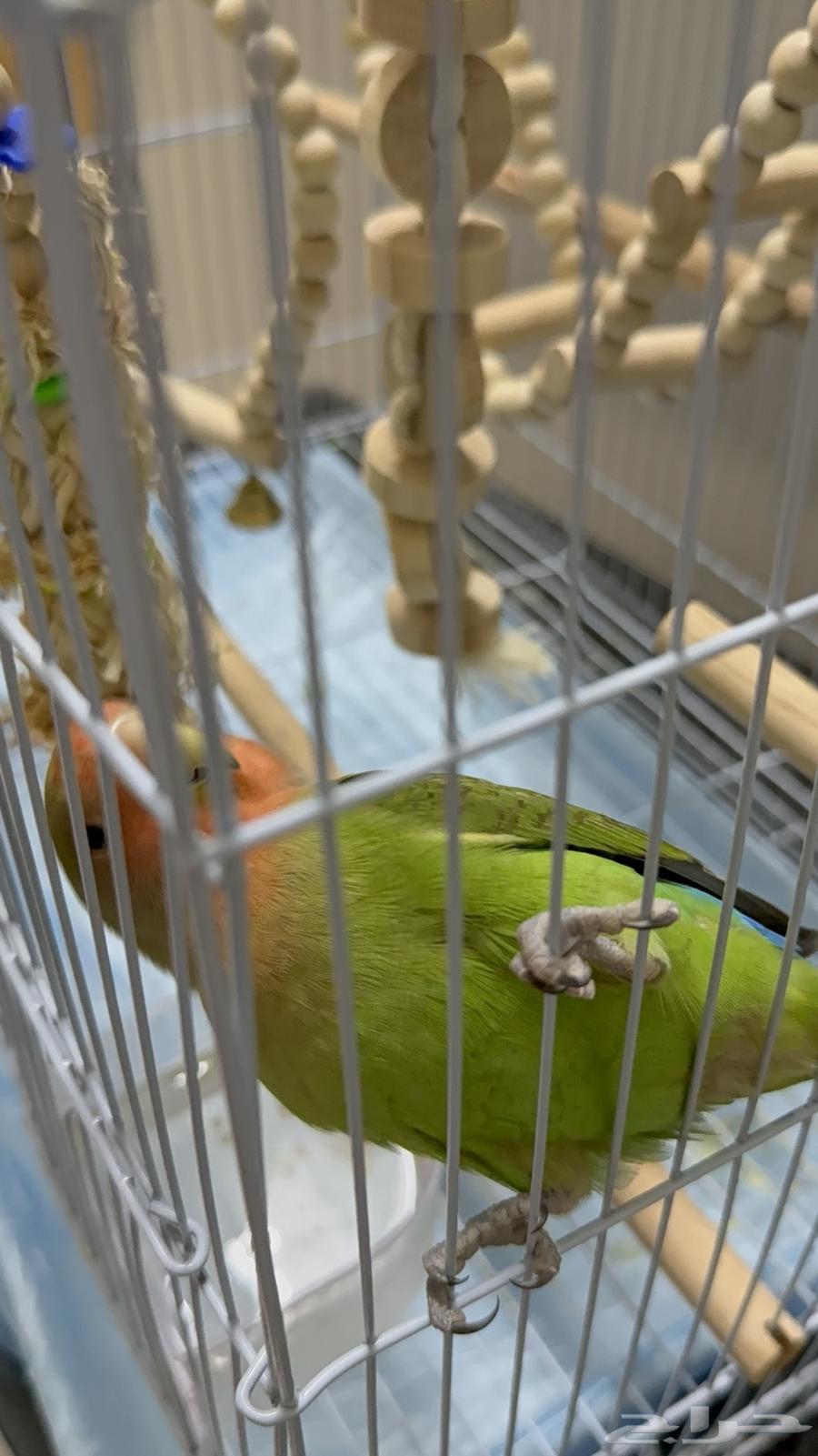 عصفور روز اليف64516367867395113