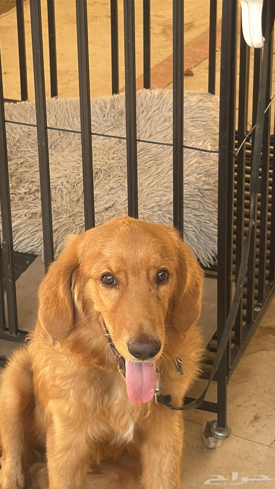 كلب قولدن للبيع64516672481155110