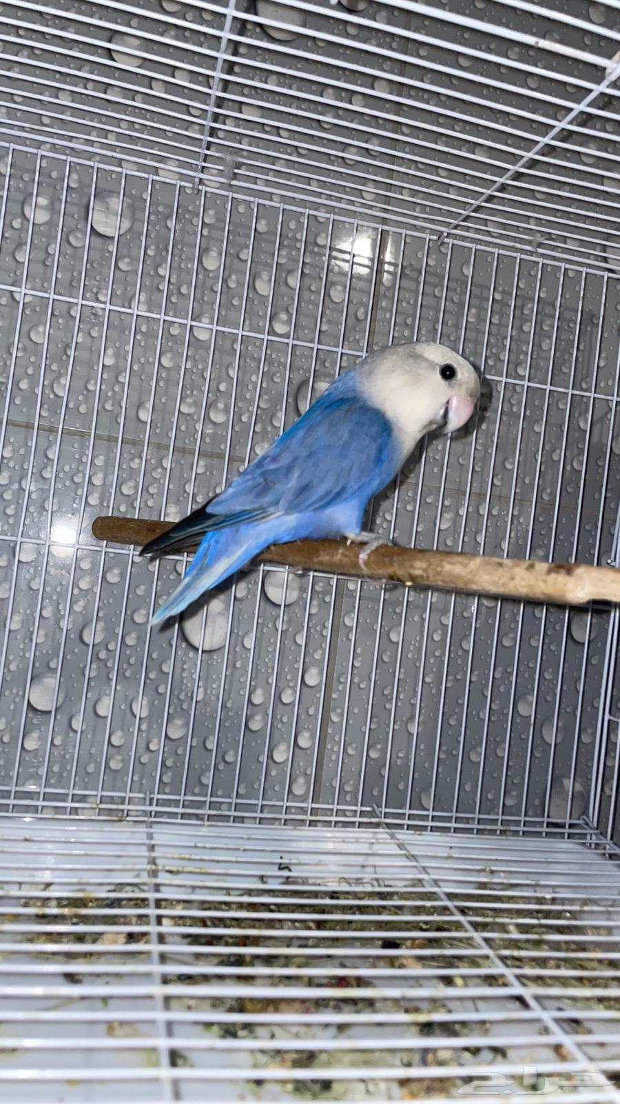 Pigeon Pair Filet and Blue64515542806017112