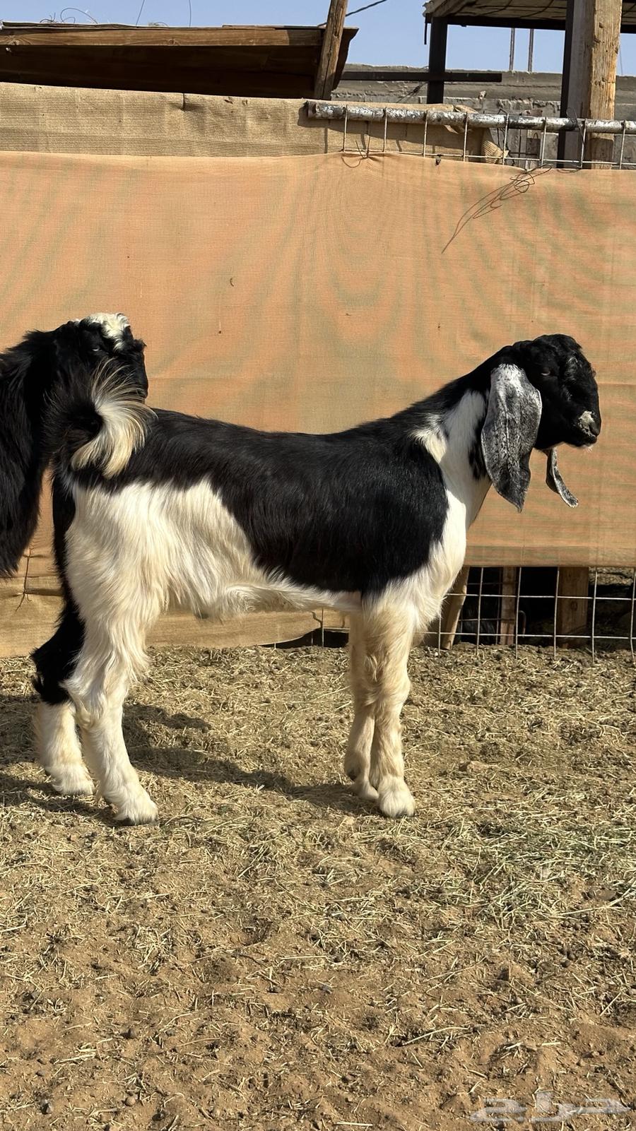 تيوس جذعان فاخره((تم البيع))64513424352897110