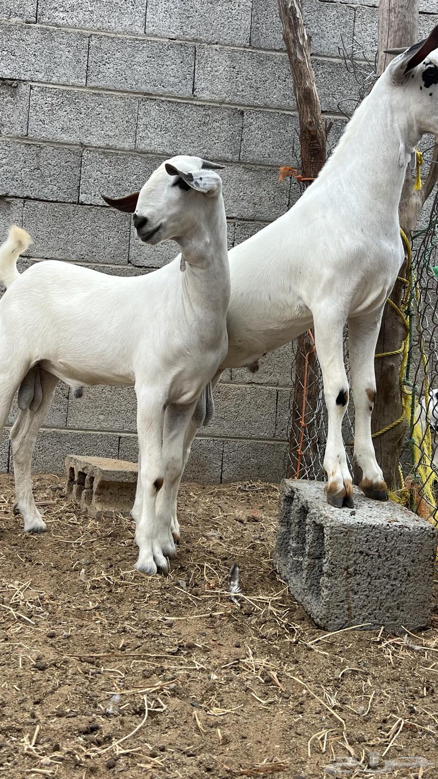 Projects of a kind64514362326145110