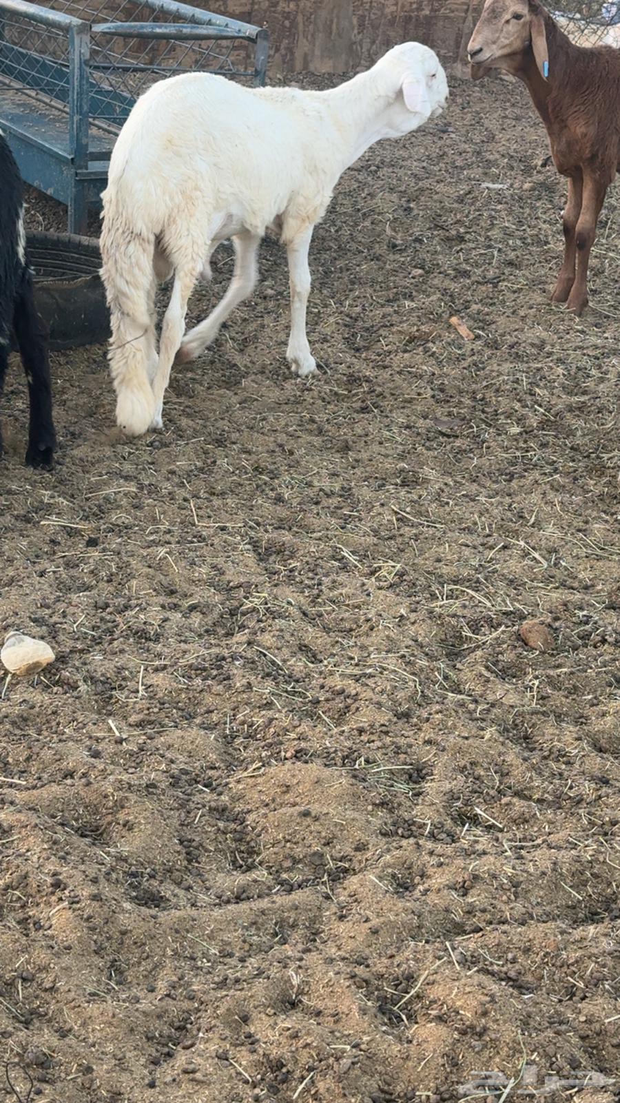 سواكن فاخره العمر 6 شهور64515751530241110