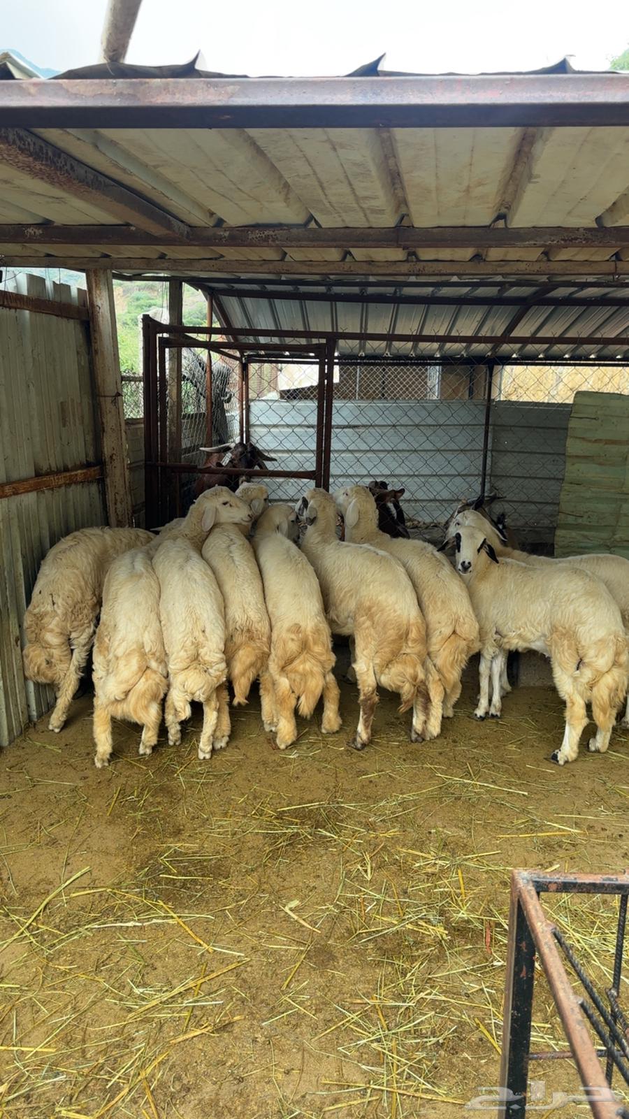 طليان رخال غنم ظان64517648559363112