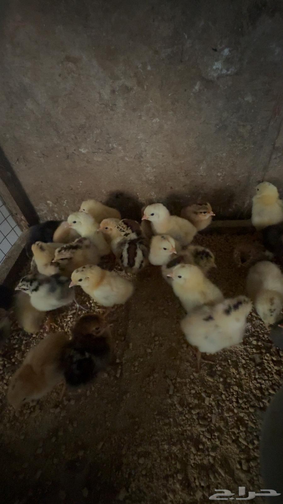 صوص بلدي تم البيع64512259762049113