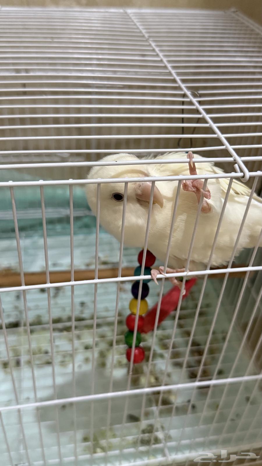 روز البينو للبيع أليف جدا جدا ونشبه64513907857794112