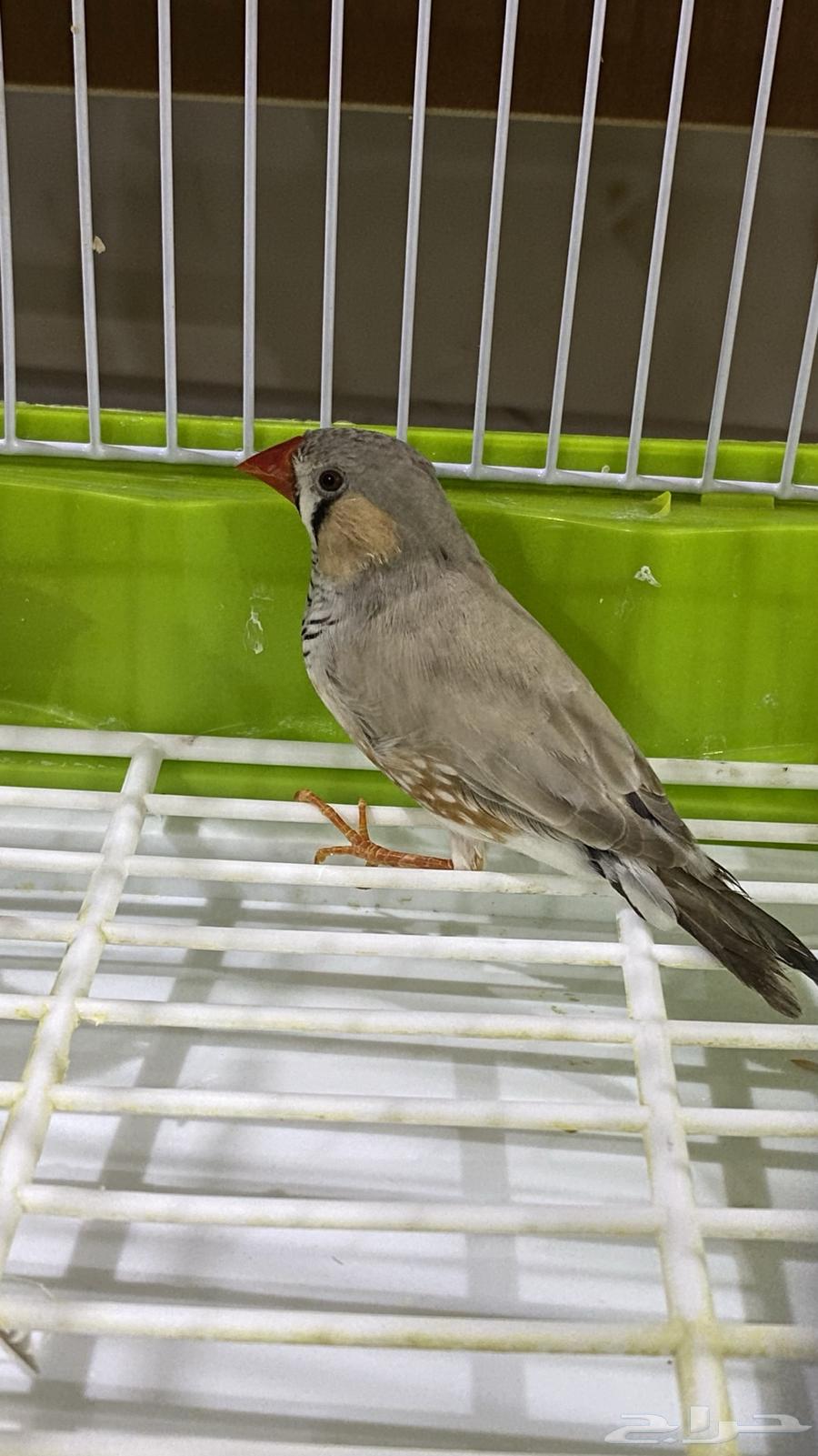 Zebra Finches64517420728321110