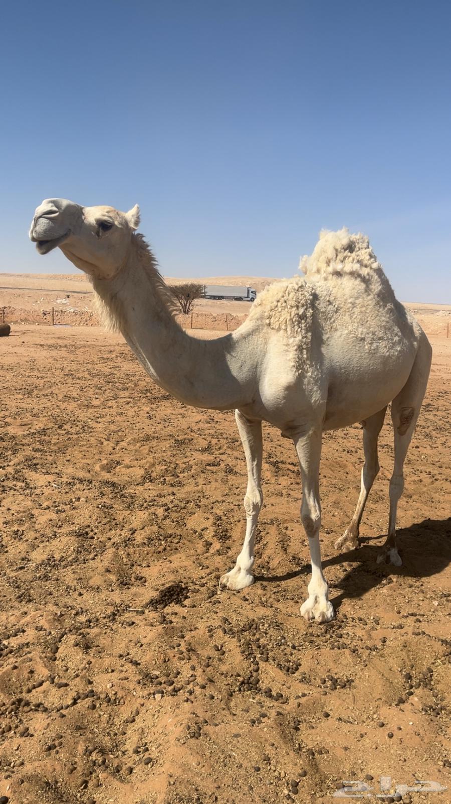 ناقه للبيع64515206926467110