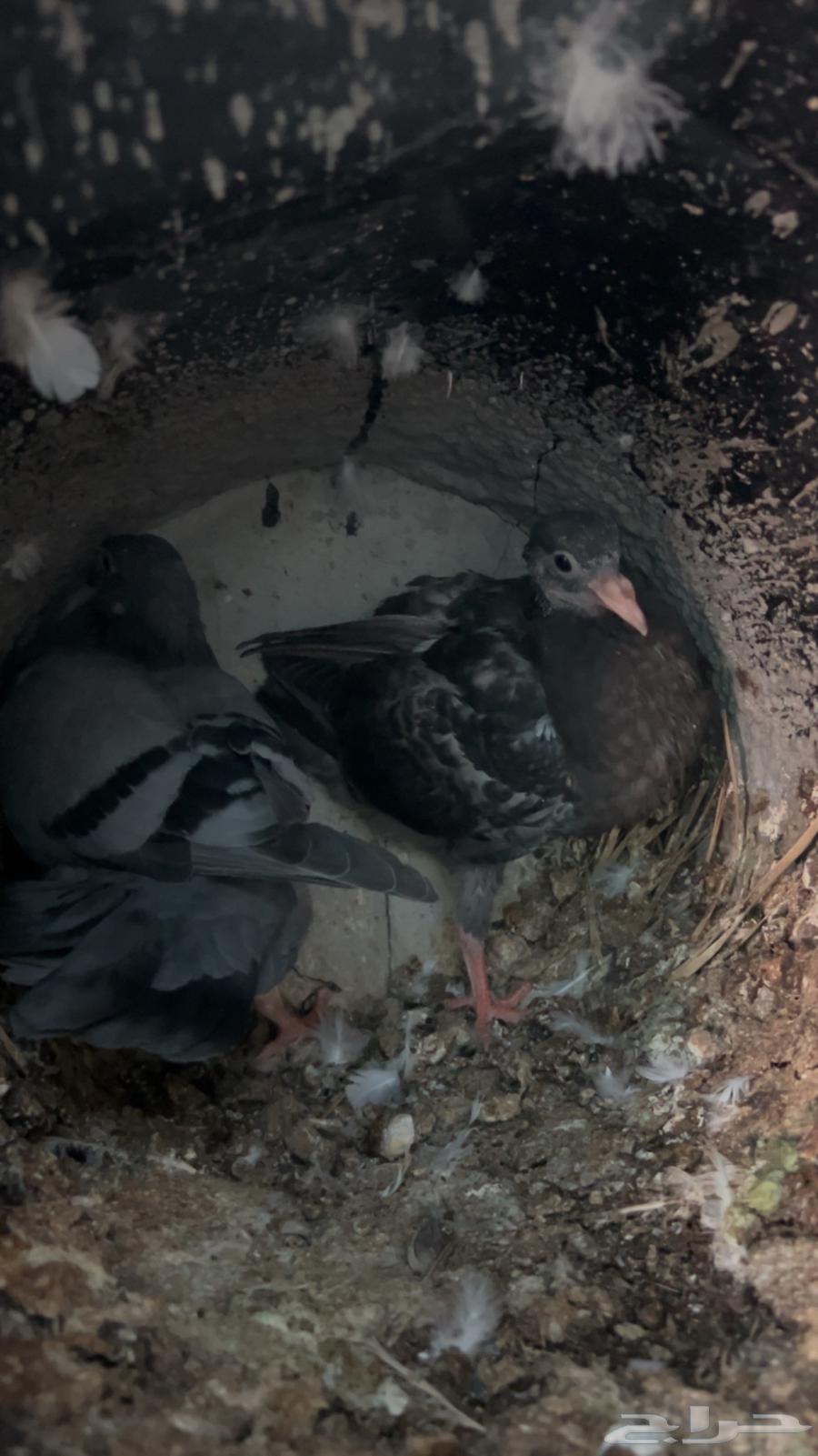 فروخ حمام للبيع فرنسي سلفر زاجل منتف جاهز64515375230467114