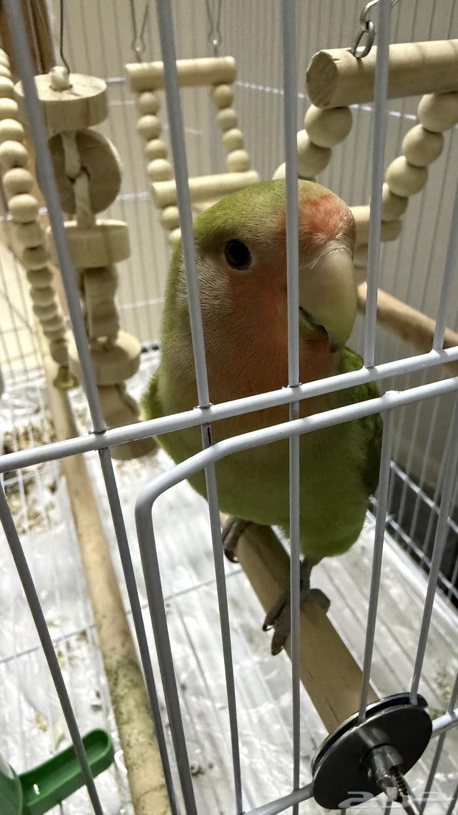 عصفور روز اليف64516367867395114