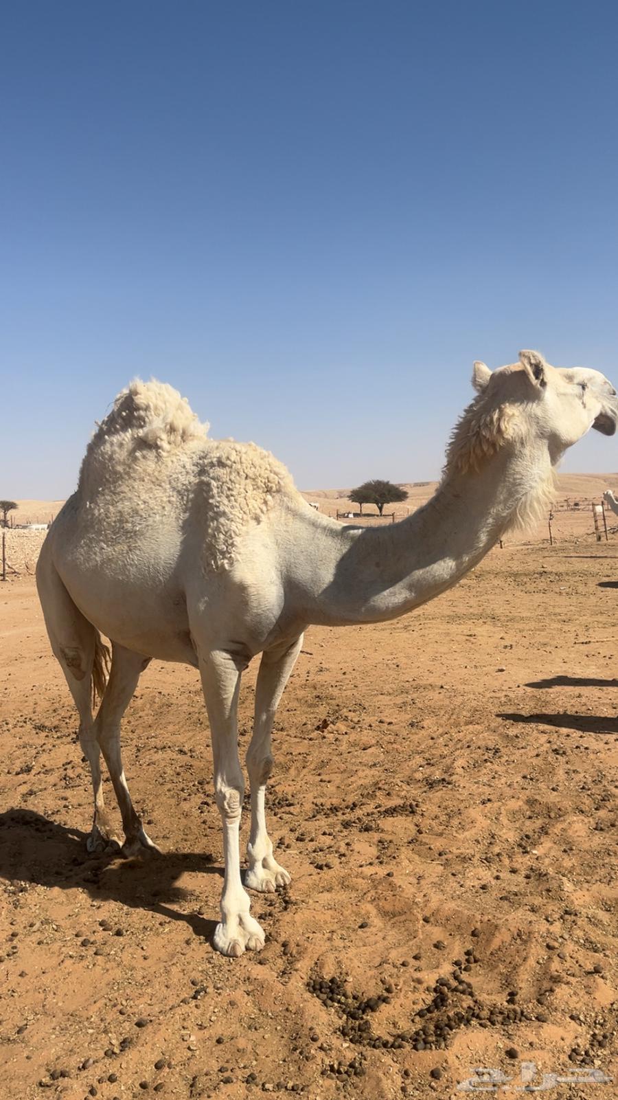 ناقه للبيع64515206926467111