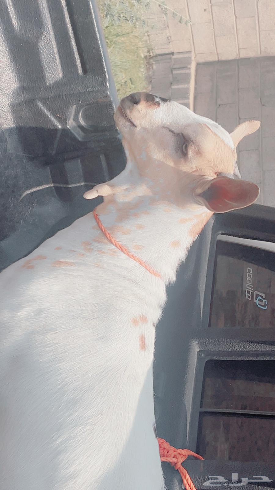 تيس صنف عمر شهرين64514610458242110