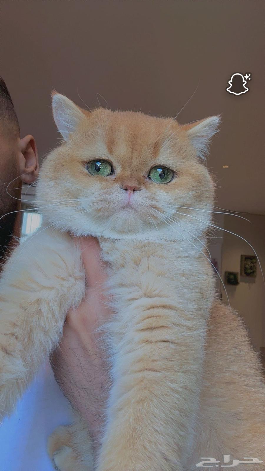 قط بريتش شورت هير للبيع64511492496771113